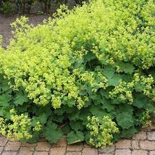 Alchemilla Mollis Ladys Mantle Alchemilla Mollis Perennial Shrubs Plants