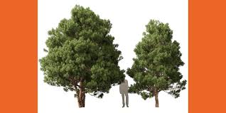 Image result for Afrocarpus falcatus