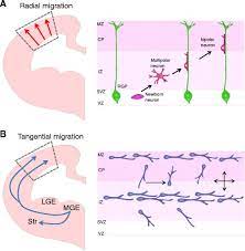 Two Modes Of Neuronal Migration In The Developing Brain A Radial Download Scientific Diagram