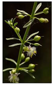 Image result for Scoparia dulcis