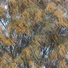 Image result for Casuarina verticillata