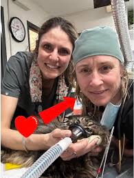 This is the person I have the most absolute respect for and feel honoured  to call friend. Dr Hanna Booth started Toronto Street Cats 15 years ago.  She has tirelessly advocated for
