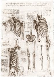Leonardo Da Vinci Drawings Arte Anatomica Anatomia Artistica Leonardo Da Vinci