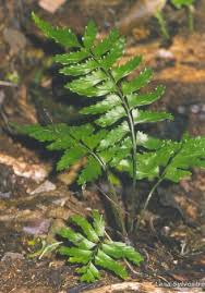 Image result for Asplenium inaequilaterale