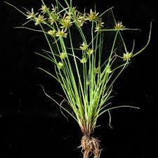 Image result for Pycreus flavescens