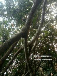 Image result for Ritchiea capparoides