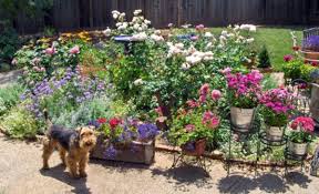 There is no shortage of dog friendly things to do in cornwall and this includes many of the great gardens, best family attractions and even some well known art. How To Plant A Dog Friendly Garden Dengarden