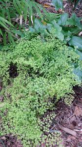 Image result for Adiantum poiretii