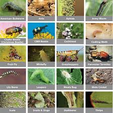 We did not find results for: Home Dzine Garden Ideas What Pest Is That