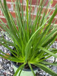 Image result for Bulbine