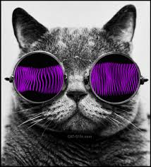Huge collection of animated gifs (.gif). Artistic Cat Gif Russian Blue Cat Wearing Magic Psychedelic Purple Green Sunglasses Cat Glasses Hipster Cat Cat With Glasses