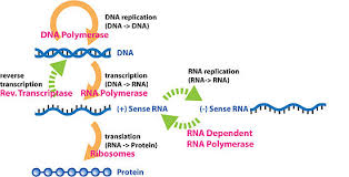 What is info that flows in one direction, form dna to rna to proteins? Central Dogma Of Molecular Biology Wikipedia