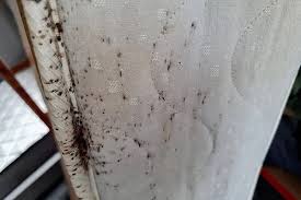 Image result for bedbugs on mattress