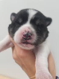 Pug pups attack man with love:) 02:31. Pomsky Delights Look At These Puppy Milk Mustaches So Facebook