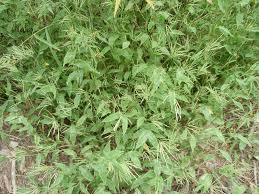 Image result for Arthraxon