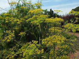 Image result for Foeniculum vulgare