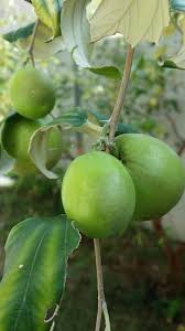 Daun bidara yang dikenal bermanfaat untuk kesehatan ini memilih buah yang biasanya tumbuh di siapa sangka ternyata daun yang buahnya bisa dimakan ini memiliki banyak manfaat untuk manfaat pohon bidara selanjutnya adalah mempercepat penyembuhan luka seperti lecet, tergores, dan luka. Primer Cherang Lebat Sungguh Buah Bidara Facebook