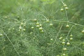 It's important to note there are no benefits or advantages of cutting asparagus below the soil with a knife. Does Asparagus Bolt Learn About Ferning Out In Asparagus