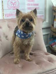 Paddington Visits All The Way From San Diego To Get His Spa Day With Yuppy Puppy His Mom Told Us That Yuppy Puppy Is Always On The Trave Pet Spa Puppies