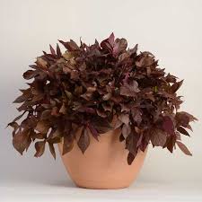 Image result for Ipomoea batatas pots