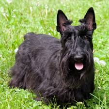 Image result for scottish terrier