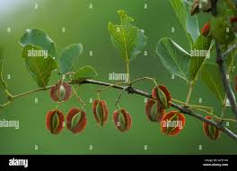 Image result for Combretum apiculatum