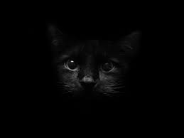 Pin By Irfan Ahammed On Pal Face Black Cat Images Cat Wallpaper Cat Background