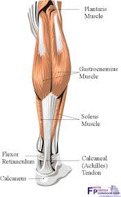 Leg muscles anatomy leg anatomy muscle anatomy type anatomy human body anatomy human anatomy and physiology leg muscles diagram upper leg peroneus longus calf injury muscular system calf muscles plantar fasciitis human anatomy massage therapy case study calves. Calf Anatomy