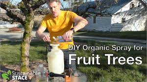 A sixteen ounce bottle costs $21.80 plus shipping. Diy Organic Spray For Fruit Trees Sustainable Stace