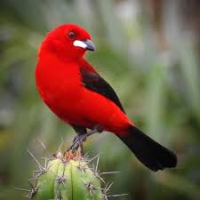 Pin On Aves