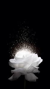 Aesthetic Black And White Flower Background White Rose H5 Background Flower Phone Wallpaper White Roses Background White Roses Wallpaper