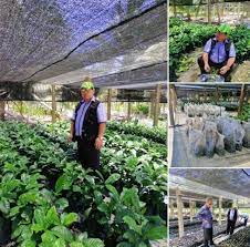 Apakah tidak ada muslim di sana yang memprotes? Anim Agro Technology Teknologi Tanaman Kopi Di Malaysia Pt 2