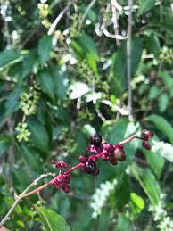 Image result for Petiveriaceae