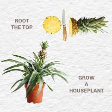 How To Grow A Pineapple From The Grocery Store Empress Of Dirt