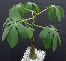 Image result for Adenia stenodactyla