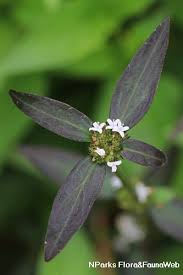 Image result for Spermacoce princeae