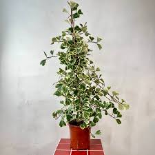 Image result for Ficus triangularis