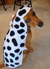 Diy Dog Halloween Costumes Halloween1 Diy Halloween Costumes Easy Diy Dog Costumes Diy Dog Stuff