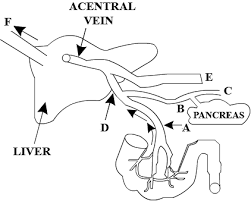 Let's take a look at what moves bring about this opening: The Diagram Above Shows How Things Get To And From The Liver They Are Labelled As A B C D E And F Which One Of The Following Labelled As The Correct One