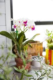 Maybe you would like to learn more about one of these? How To Repot An Orchid Better Homes Gardens