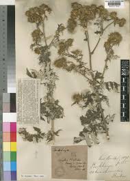 Image result for Berkheya bipinnatifida