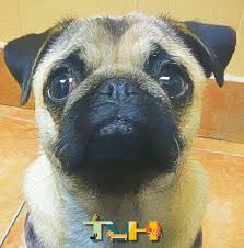 The dog died during united flight 1284 from. United Airlines Bans Short Snout Breeds From Cargo Tampa Veterinary Hospital