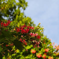 Image result for Combretum psidioides