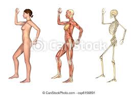 Processing substances absorbed from the intestine thus regulating the metabolic profile of the body, metabolising drugs and chemicals, synthesizing proteins (blood clotting proteins, for example) and storage of glucose in the form of glycogen. Anatomical Overlays Female With Arm And Leg Bent A Set Of Anatomical Overlays Depicting The Side View Of A Woman An Arm Canstock