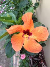 Papo Naranja Jardineria Diferentes Tipos De Naranja