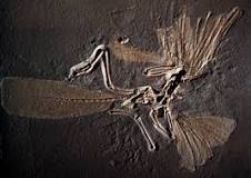 What are fossils for kids?