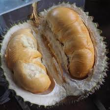 3 ciri utama wajib diketahui anak pokok durian duri hitam d200 black thorn ochee. Jual Bibit Durian Duri Hitam Durian Ochee Unggul Termurah Kartani Co Id