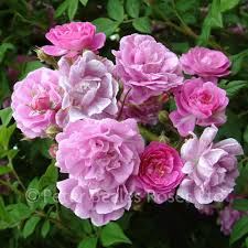 Check spelling or type a new query. Mannington Mauve Rambler Rambling Rose Peter Beales Roses The World Leaders In Shrub Climbing Rambling And Standard Classic Roses
