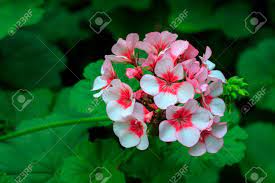 Vibrant geranium flowers are favorites of home gardeners, adding color to window boxes, borders, and beds. Image Of Beautiful Geranium Flowers Pelargonium X Hortorum L H Bail Stock Photo Picture And Royalty Free Image Image 89198898