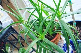 Sun exposure on the due north side of the euphorbia cananiensis clump i found a single plant head of this aloe aristata that was. Aloe Plant Care The Complete Indoor Growing Guide